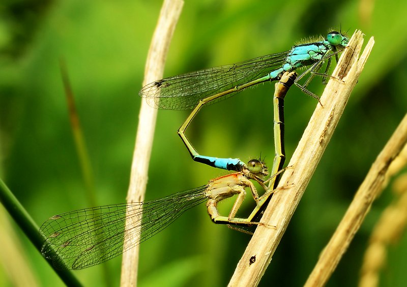 614 - dragonflies - BECKER Werner - germany.jpg